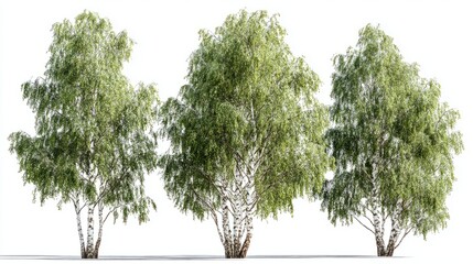 Realistic 3D birch trees isolated on transparent background, fine detail foliage, bright green tones, architectural landscaping visual asset