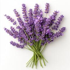 Fototapeta premium A fragrant bouquet of lavender flowers, isolate on white background.