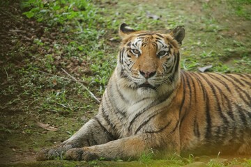 a bengal tiger is seen sitting on the grass looking forward
