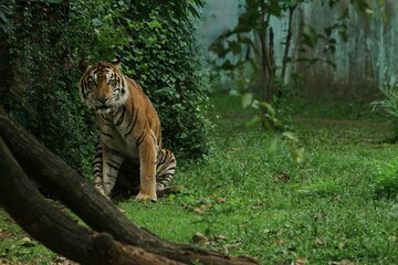 A sumatran tiger is seen sitting on the grass while looking forward.