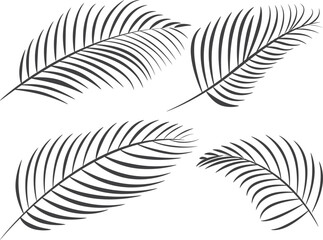coconut leaf vector black silhouettes, summer branch plant jungle coconut tree, nature set icon isolated on white background. Tropic illustration