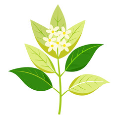  lemon verbena on white background