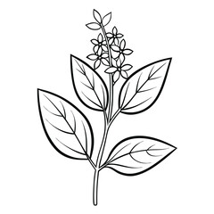  lemon verbena flower line art vector on white background