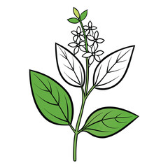  lemon verbena line art on white background