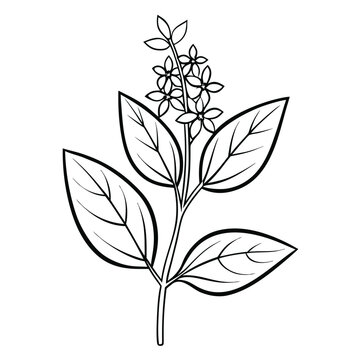  lemon verbena flower line art vector on white background