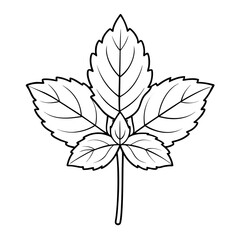  lemon balm flower line art vector on white