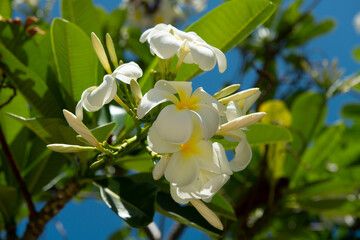 Plumeria flowers blooming on tree. Tropical flower white plumeria rubra flowers. Frangipani flower.