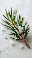 Vertical Isolated White Photo Mockup of Small Pine Branch: