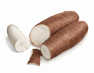 Earthen Root cassava isolated watercolor vector illustration svg
