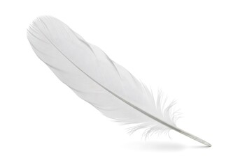 Single White Feather Isolated on White Background.