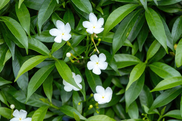 Close-up of fragrant Crape Jasmine (Tabernaemontana divaricata) flowers with glossy green foliage. Also known as Pinwheel Flower, Ceylon Jasmine, and East India Rosebay.