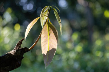 Vibrant close-up of tender, reddish-green mango leaves emerging in a tropical garden. Natural, soft...