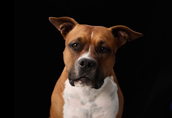 A staffordshire terrier is photographed against a black background with serious expression. The dramatic lighting emphasizes its facial structure and calm demeanor.