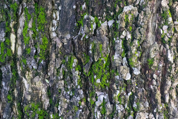 Detailed close-up texture of tree bark covered with bright green moss. Old wood surface background. Forest ecosystem, natural pattern, and environmental theme.