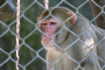 Intense close-up of a captive monkey (primate) with piercing sharp eyes staring directly through the metal mesh fence at a zoo. Wildlife, animal portrait, and sad enclosure concept.