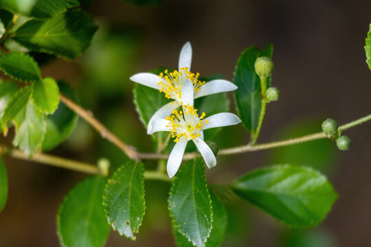 Close-up of two blooming Grewia optiva (Bhimal, Bihul) flowers with buds on a branch. Himalayan plant with therapeutic and medicinal uses. Natural background, spring blossom, nature.