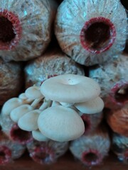 mushrooms in polybags
