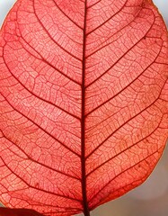 Obraz premium Red leaf macro