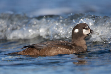 female Harlequin Duck Histrionicus histrionicus on ocean shore on Vancouver Island, British Columbia, Canada