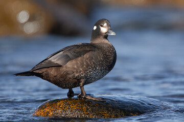 female Harlequin Duck Histrionicus histrionicus on ocean shore on Vancouver Island, British Columbia, Canada