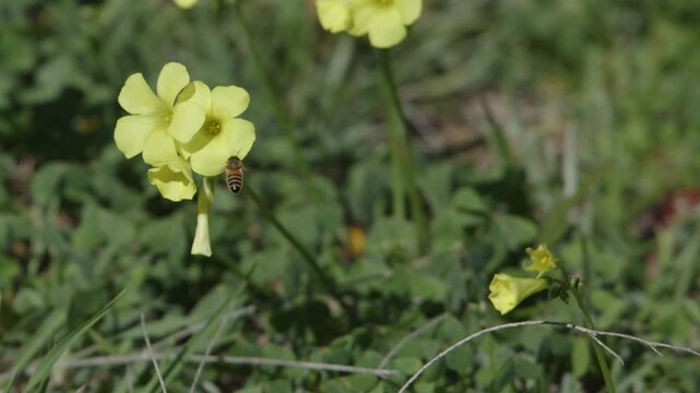 Bee Pollinates Yellow Sourgrass Wildflower on Windy Coastal Day