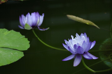 水面に優雅に浮かぶ