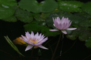 水面に優雅に浮かぶ