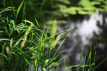 Lush Green Grass by Serene Reflective Water in Natural Landscape Scene