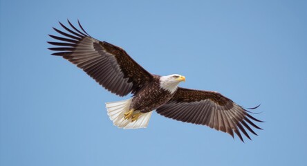 Naklejka premium Bald eagle soars with wings spread wide against a cloudless blue sky