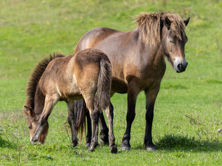 Obraz premium Exmoor Pony Stute mit Fohlen in der Seitenansicht auf einer Weide