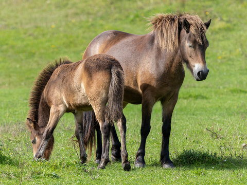 Exmoor Pony Stute mit Fohlen in der Seitenansicht auf einer Weide
