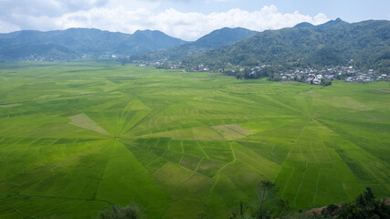Obraz premium Aerial view of unique spider web rice fields with vivid green paddies surrounded by rural houses and lush hills. Traditional farmland landscape from Southeast Asia captured in vibrant daylight. 