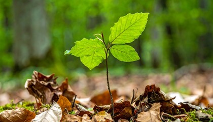 Small tree growing in forest