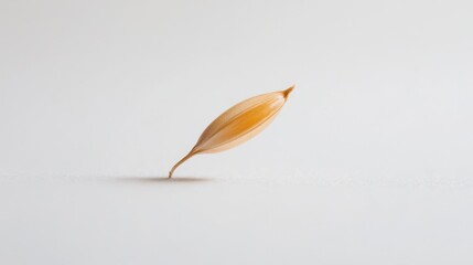 Close view of a single sprouting seed on a light background showcasing nature's growth