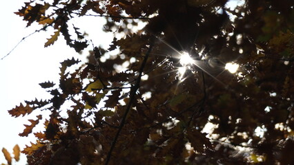 Sun Leaves Branches - Sunlight shines through fall leaves on tree branches in autumn.