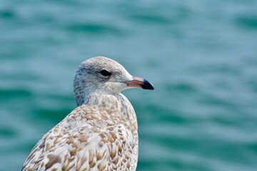 Seagull in Profile with Blue Lake Background