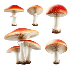 Detailed studio shot of amanita mushrooms isolated on transparent background