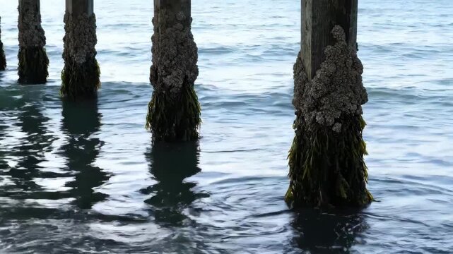 Close-up of barnacles and seaweed clinging to weathered wooden pier pilings submerged in clear ocean water.