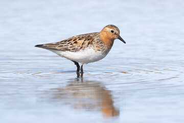 adult breeding plumage Red-necked Stint Calidris ruficollis
