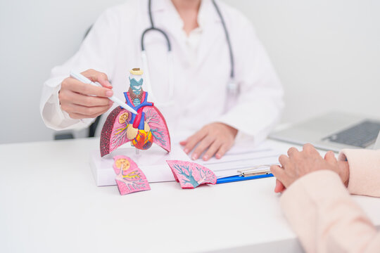 Doctor point heart Cardiovascular and Respiratory anatomy for Disease. Lung Cancer, Asthma, Chronic Obstructive Pulmonary or COPD, Bronchitis, Emphysema, Cystic Fibrosis, Bronchiectasis, Pneumonia