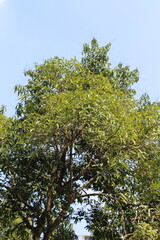 tree in the sky