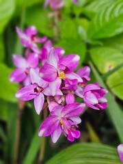 pink-violet orchid as nature background