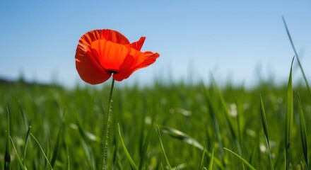 Vibrant red poppy flower standing tall in a lush green field under a clear blue sky