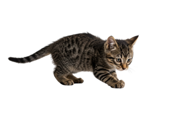 A young tabby cat crouched low, chasing a tiny red laser dot across the white floor