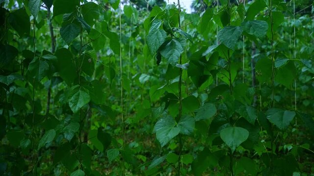 A shot of dense rows of climbing vines on vertical trellis strings, broad green leaves swaying lightly in the wind in the dense, gloomy forest of Mount Banahaw, Quezon Province Philippines