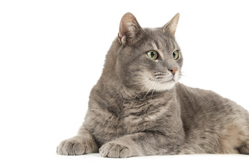 Cute grey cat on white background