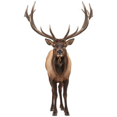 Fototapeta premium Majestic elk stands proudly facing the viewer, showcasing large antlers and brown fur