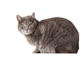 Cute grey cat sitting on white background
