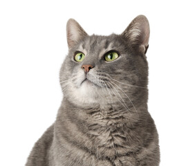Cute grey cat on white background, closeup