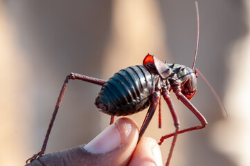 Detail of an African Armoured cricket -Acanthoplus discoidalis- neat Spitzkoppe, in the Namibian Desert.